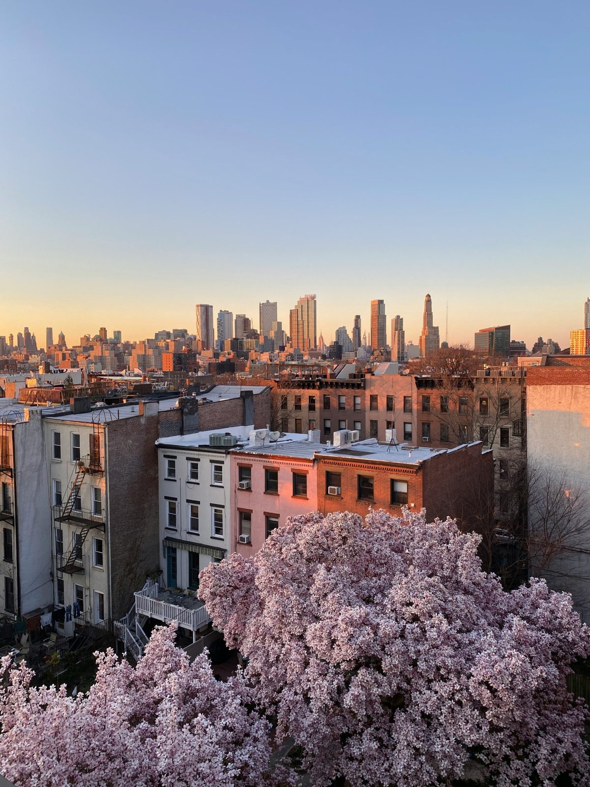 Brooklyn brownstones and a blooming magnolia tree at sunset, with the skyline behind.